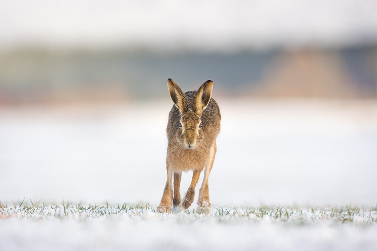 Brown hare Lepus capensis running across field in snow. Scotland. March.
